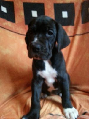 Whidney Von Blue Ground