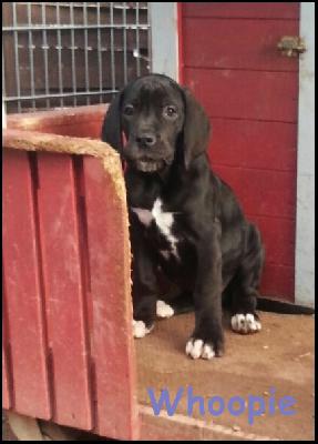 Whoopie Von Blue Ground