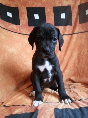 Whoopie Von Blue Ground