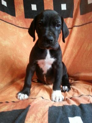 Winja Von Blue Ground