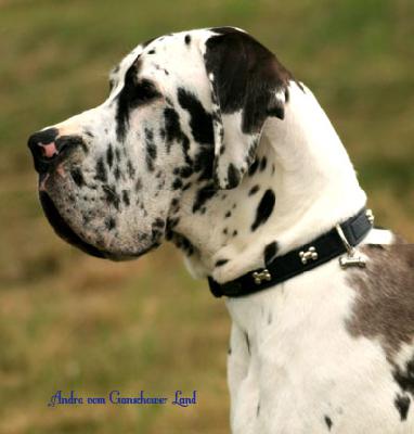 Ch Andra Vom Ganschower Land