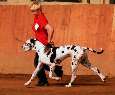 Ch Andra Vom Ganschower Land