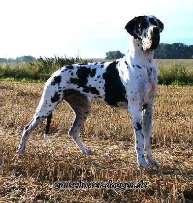 Ch Andra Vom Ganschower Land