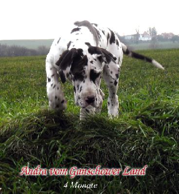 Ch Andra Vom Ganschower Land