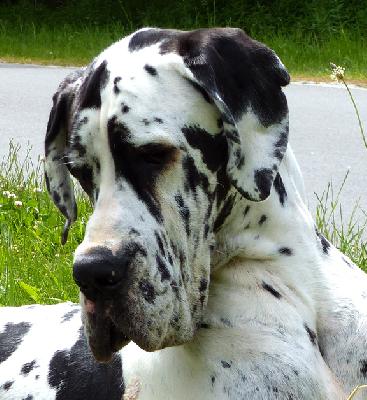 Ch Andra Vom Ganschower Land