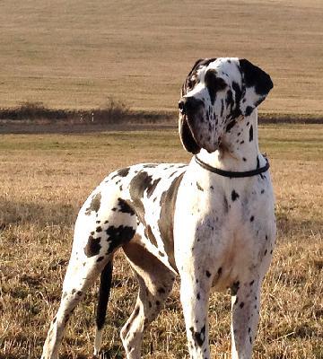 Ch Andra Vom Ganschower Land