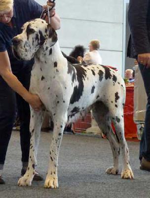 Ch Andra Vom Ganschower Land