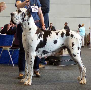 Ch Andra Vom Ganschower Land