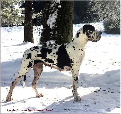 Ch Andra Vom Ganschower Land