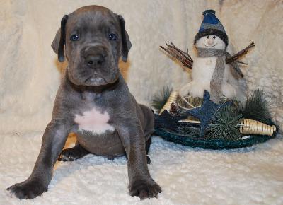 Arthur vom Ysenburger Bergland