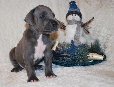 Alois vom Ysenburger Bergland