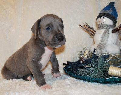 Alwin vom Ysenburger Bergland