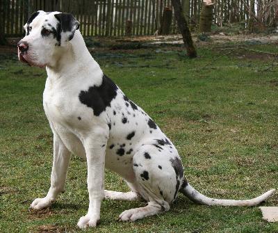 D�javu-Feeling Danaida