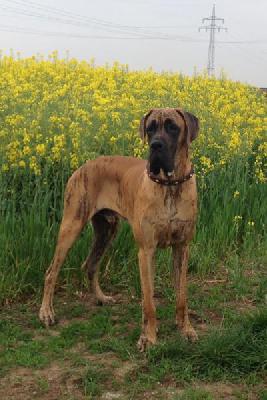 Ulrich vom Herstallturm