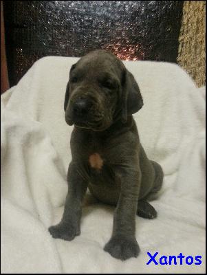 Xantos Von Blue Ground