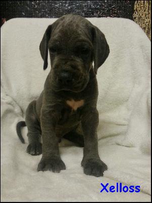 Xellos Von Blue Ground