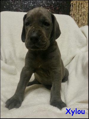 Xylou Von Blue Ground