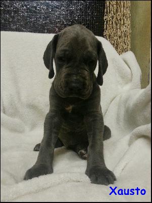 Xausto Von Blue Ground