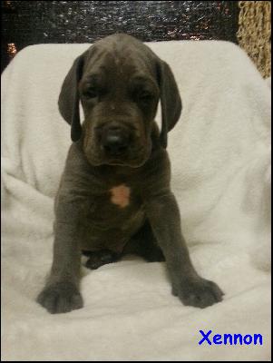 Xennon Von Blue Ground