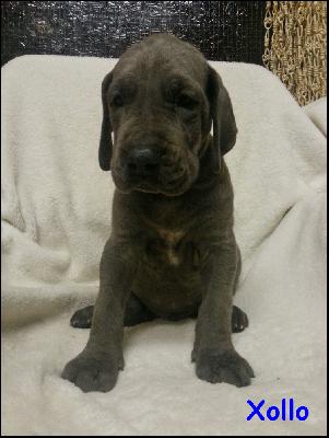 Xollo Von Blue Ground