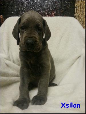 Xsilon Von Blue Ground