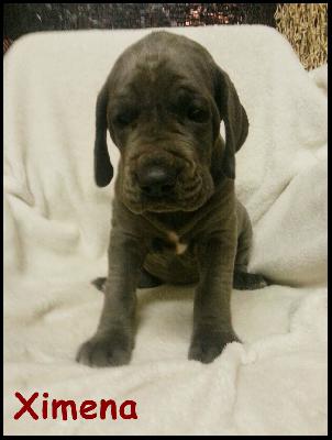 Ximena Von Blue Ground