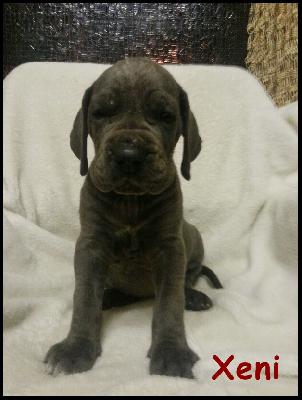 Xeni Von Blue Ground