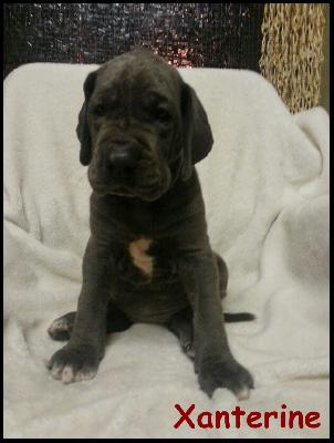 Xanterine Von Blue Ground