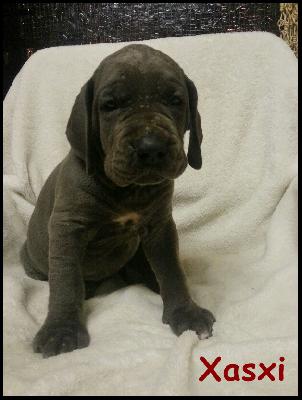 Xaxi Von Blue Ground