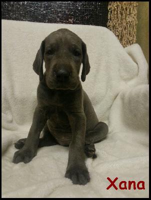 Xana Von Blue Ground