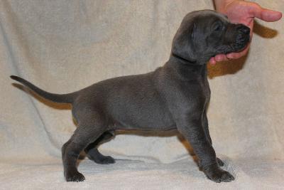 Azrael vom R�uberbaron