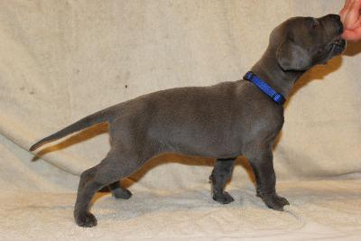 Azrael vom R�uberbaron