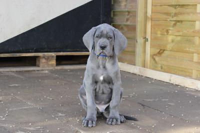 Azrael vom R�uberbaron