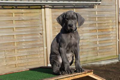 Aaron vom R�uberbaron