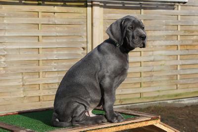 Antony vom R�uberbaron