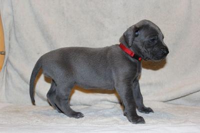 Adolpha vom R�uberbaron