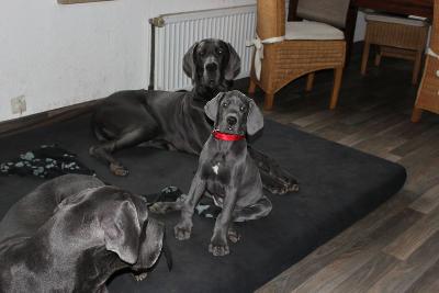 Adolpha vom R�uberbaron