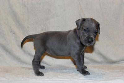 Adele vom R�uberbaron