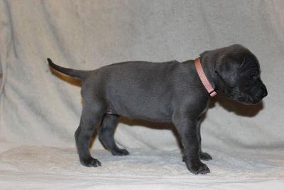 Ally vom R�uberbaron