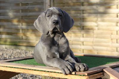 Ally vom R�uberbaron