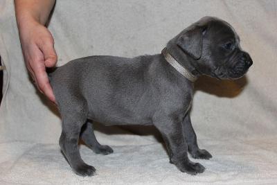 Afra Nele vom R�uberbaron