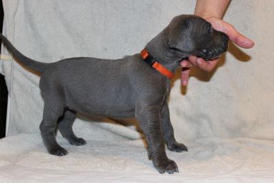 Alma vom R�uberbaron