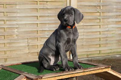 Alma vom R�uberbaron