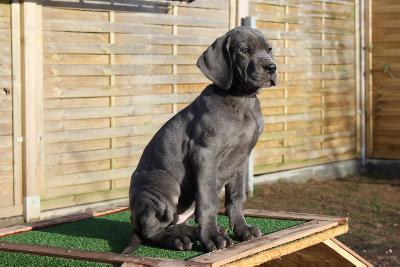 Ana Gemma vom R�uberbaron