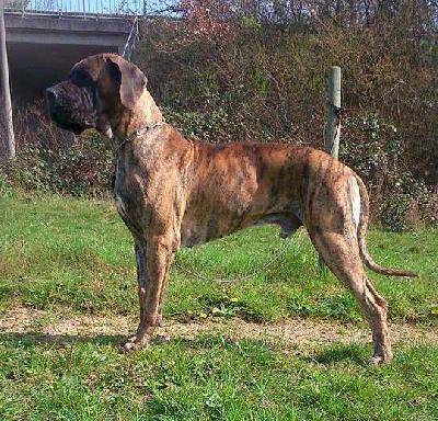 Jimmy Hendrix Vyam de Buena Vista