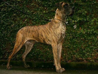 Ch Jack vom Moorgarten