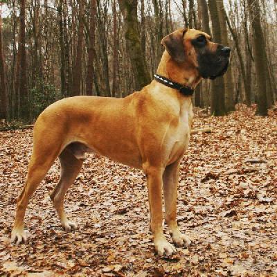 Josef vom Moorgarten