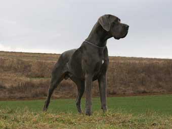 Ice Cube vom Frankenland