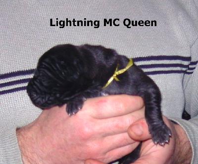 Lightning MC Queen Vom Waldfrieden