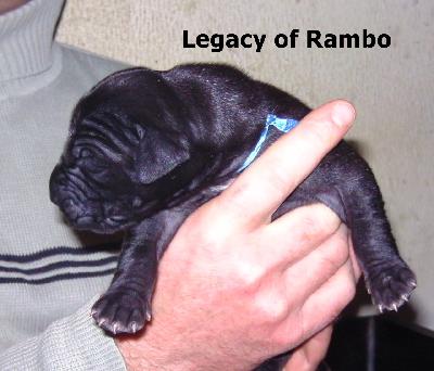 Legacy of Rambo jr. Vom Waldfrieden